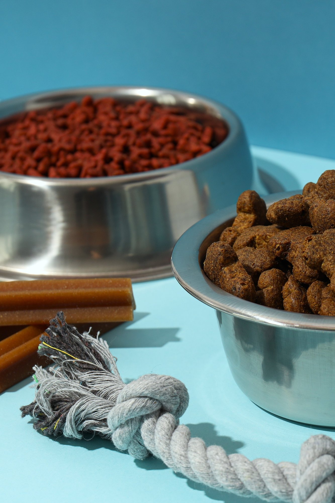 dog-food-and-chew-toys-on-blue-background-2026-03-24-23-10-39-utc dog-food-and-chew-toys-on-blue-background-2026-03-24-23-10-39-utc